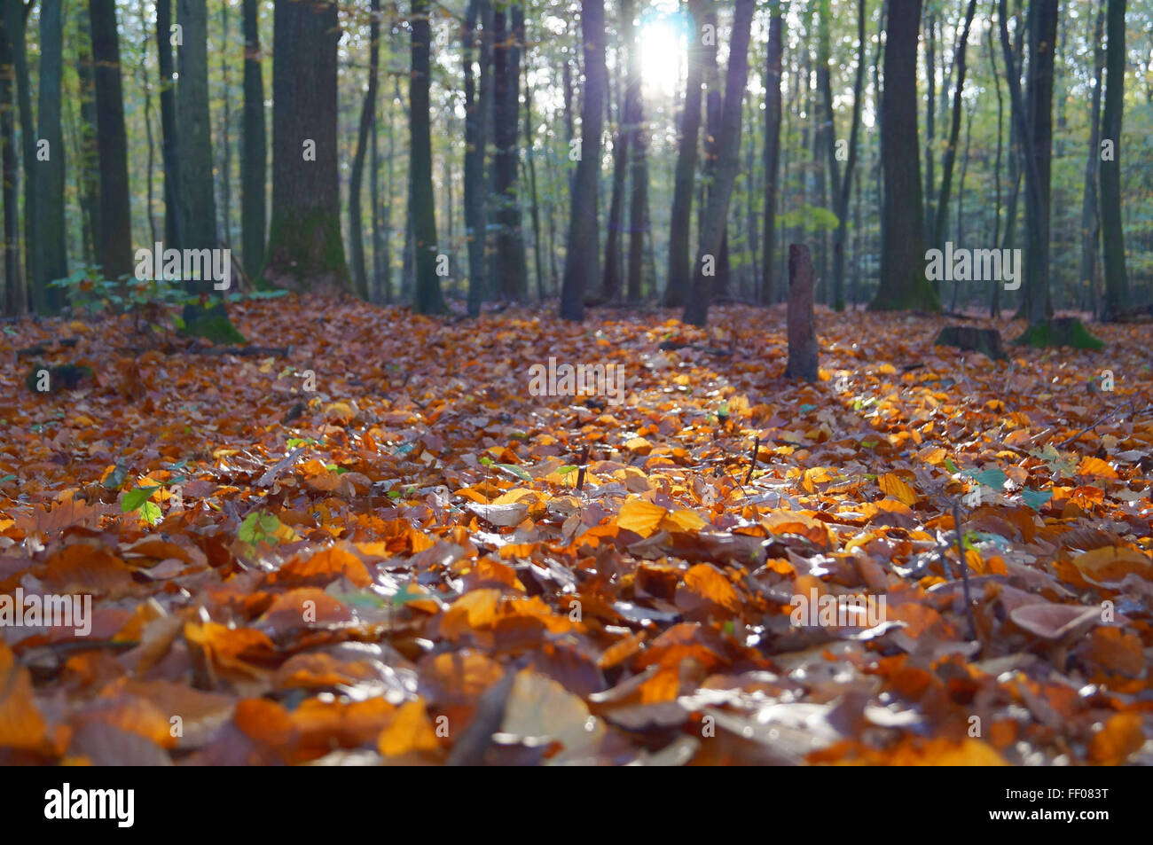 Fallen leaves cover the forest floor, creating a vibrant display of ...