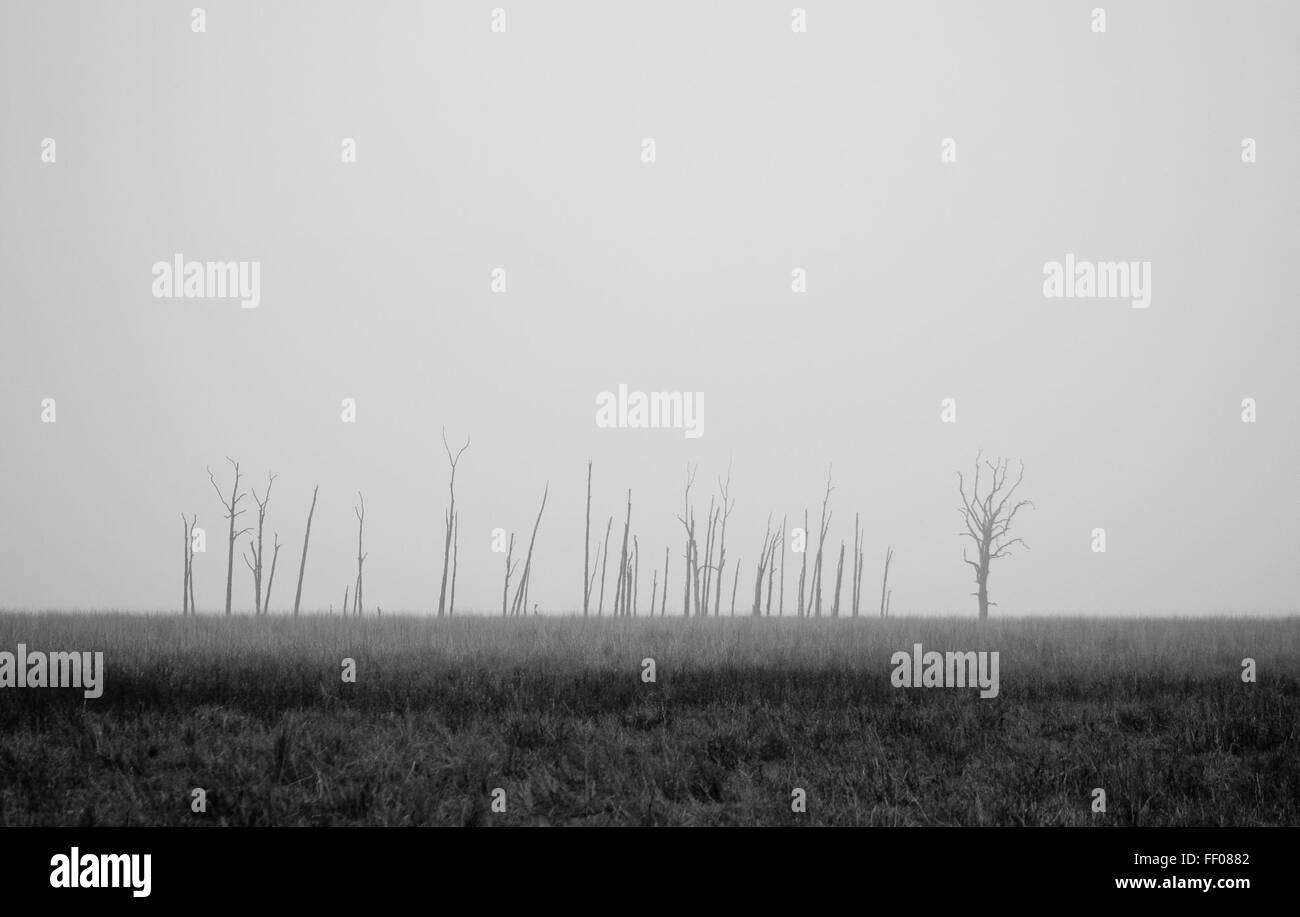 Dead Trees on Sparse Landscape Dead Trees on Sparse Landscape Stock Photo