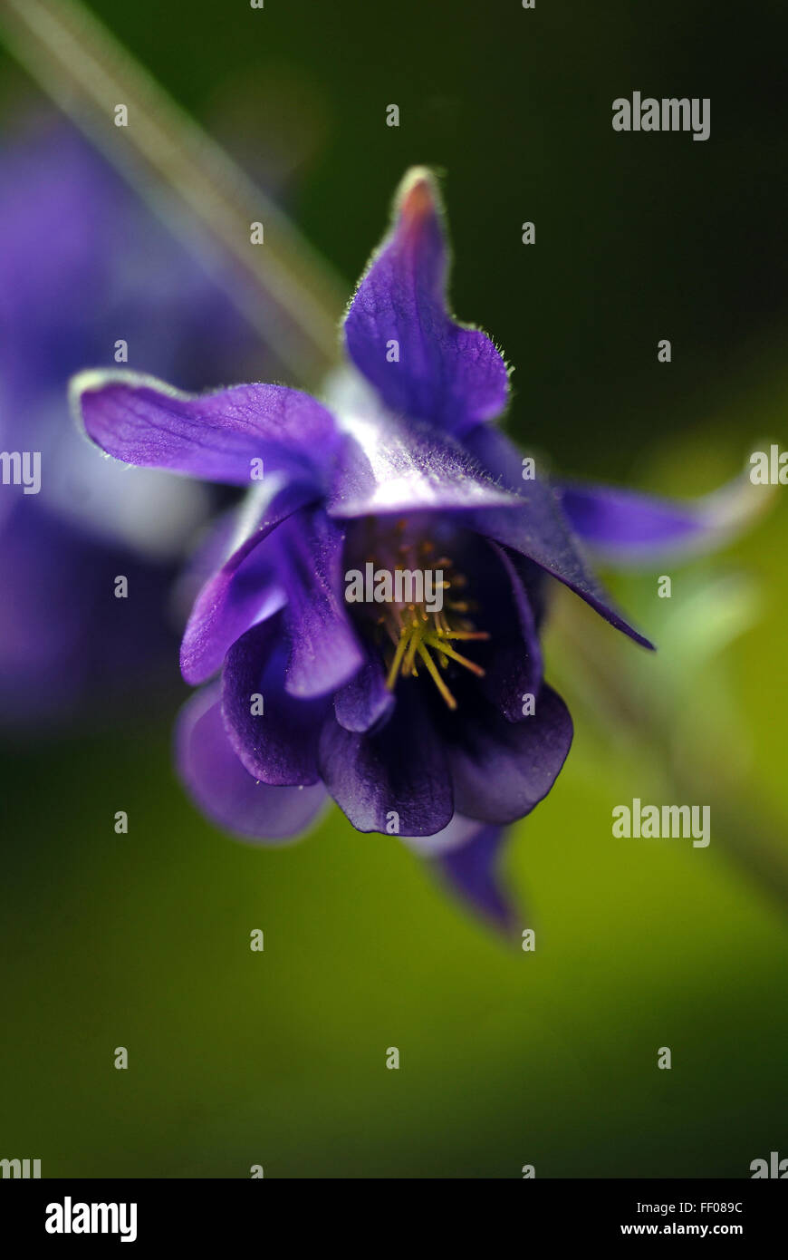 Poisonous plant / Aquilegia alpina Stock Photo Alamy