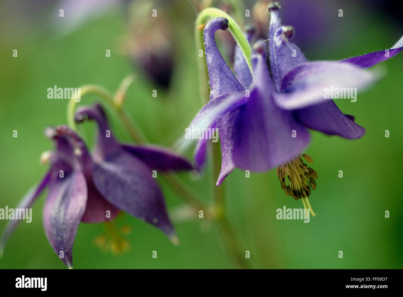 Poisonous plant / Aquilegia alpina Stock Photo Alamy