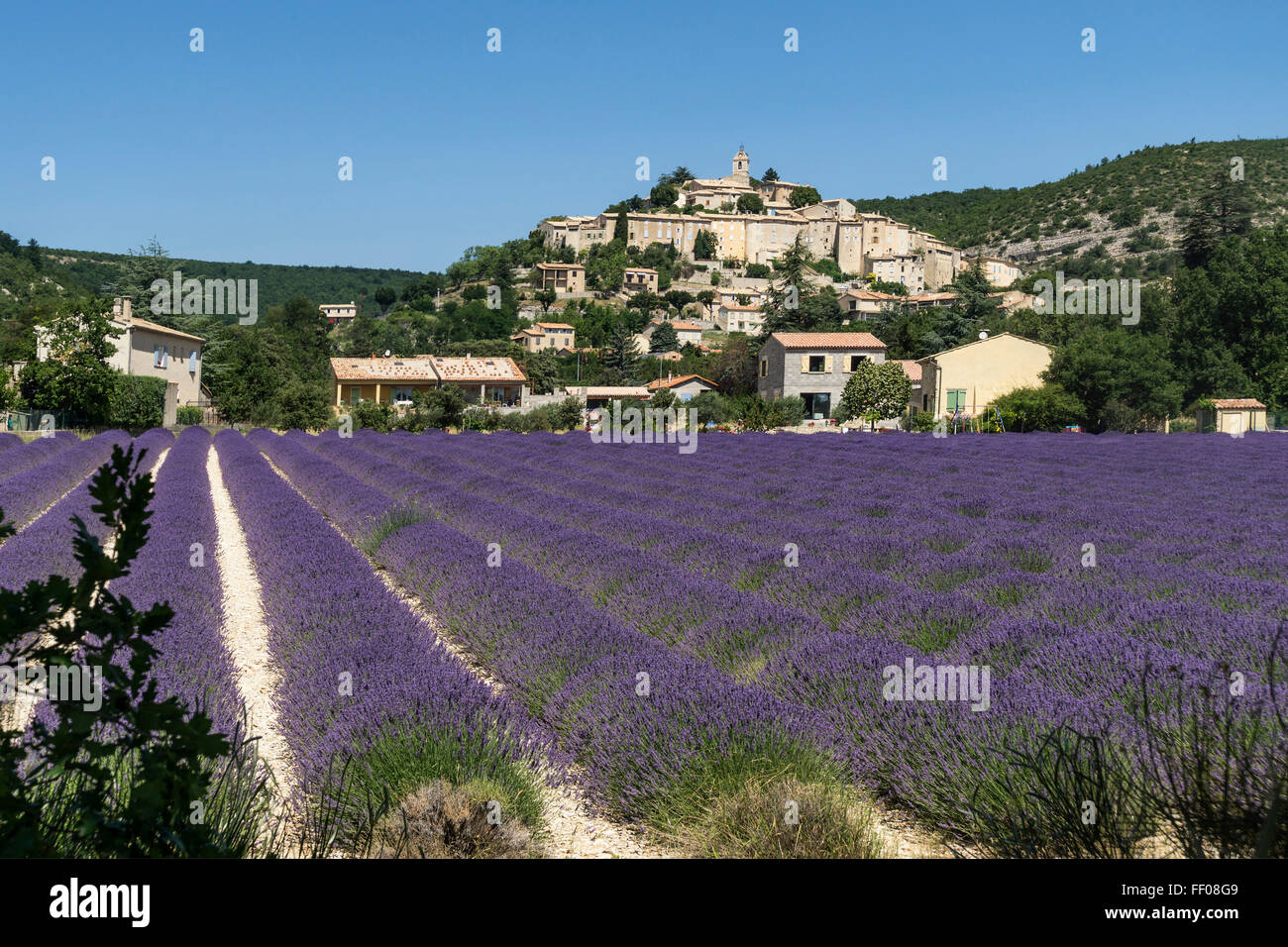 Lavender field , Village Banon ,  Alpes-de-Haute-Provence, landscape,  Provence, France Stock Photo