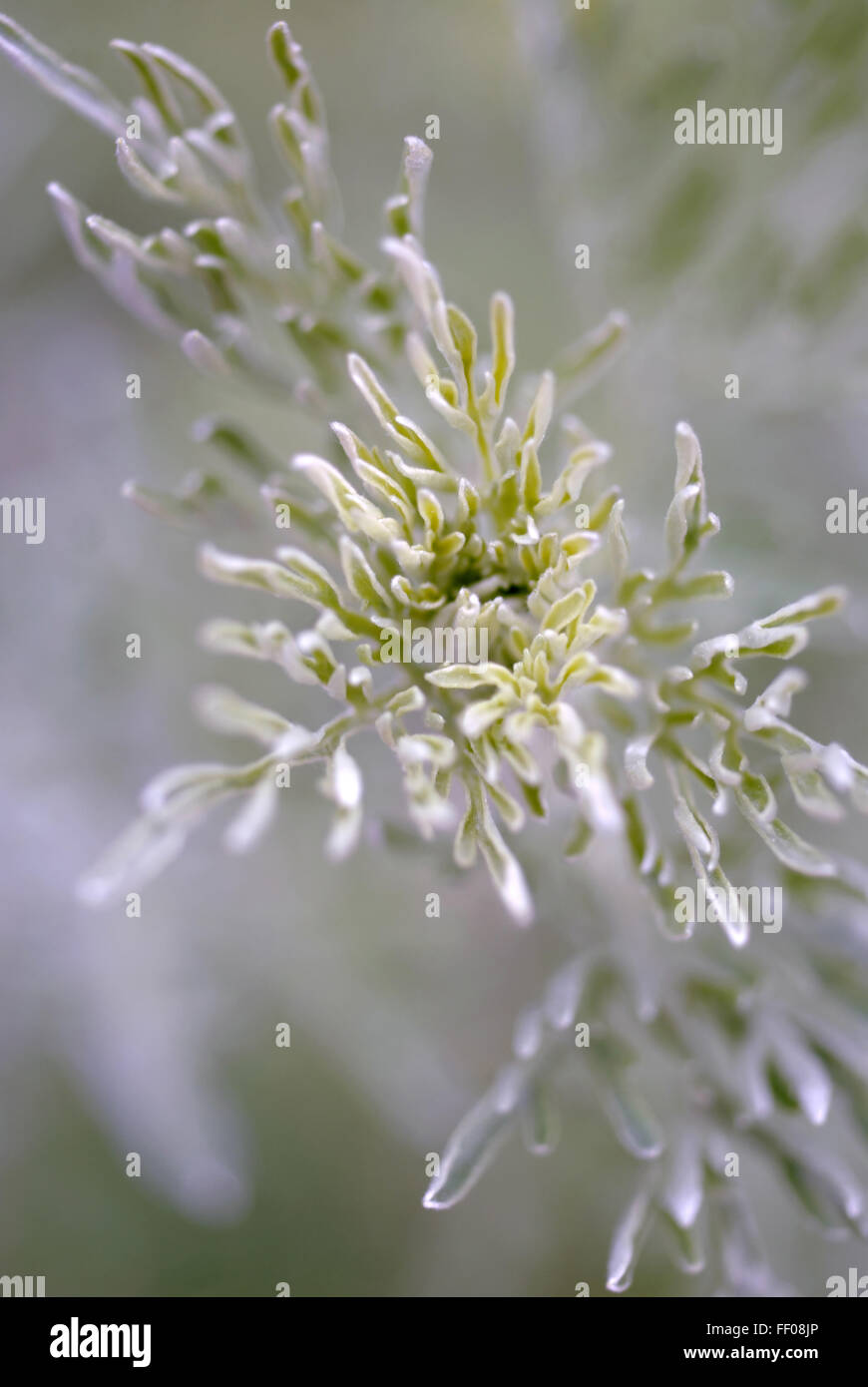 Poisonous plant / Artemisia absinthium / wormwood Stock Photo Alamy