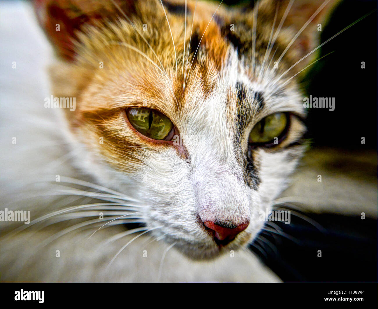 Portrait of Calico Cat Portrait of Calico Cat Stock Photo