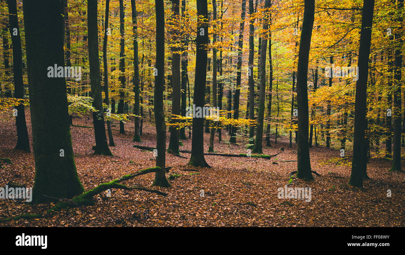 Forest with Autumn Leaves Forest with Autumn Leave Stock Photo