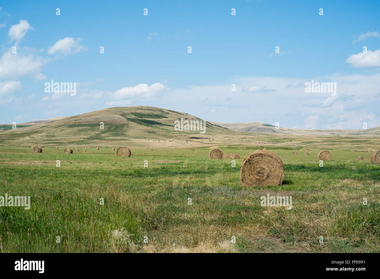 A scenic field with round hay bales scattered across the landscape ...