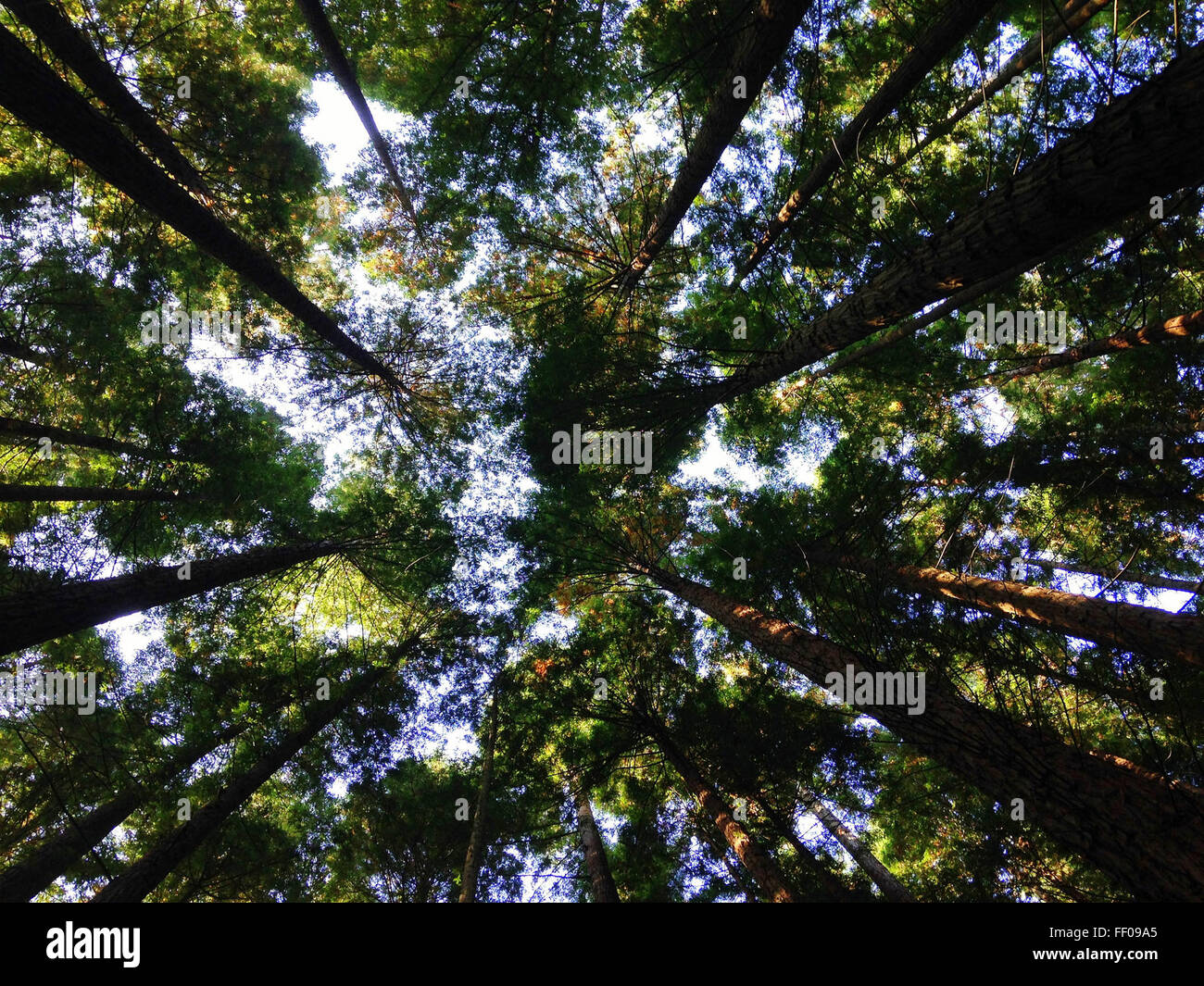 Canopy of Forest Trees Canopy of Forest Tree Stock Photo