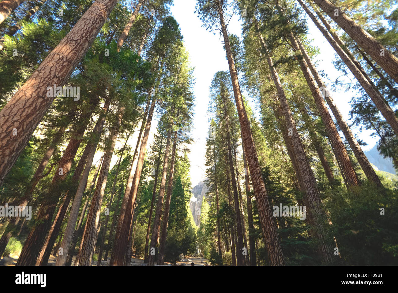 A serene view of a redwood forest, showcasing towering sequoioideae ...