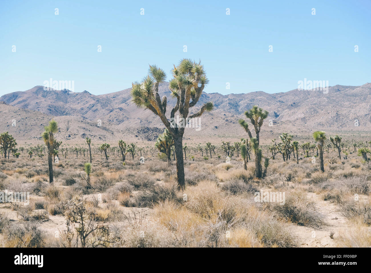 Desert with Large Cacti Desert with Large Cacti Stock Photo