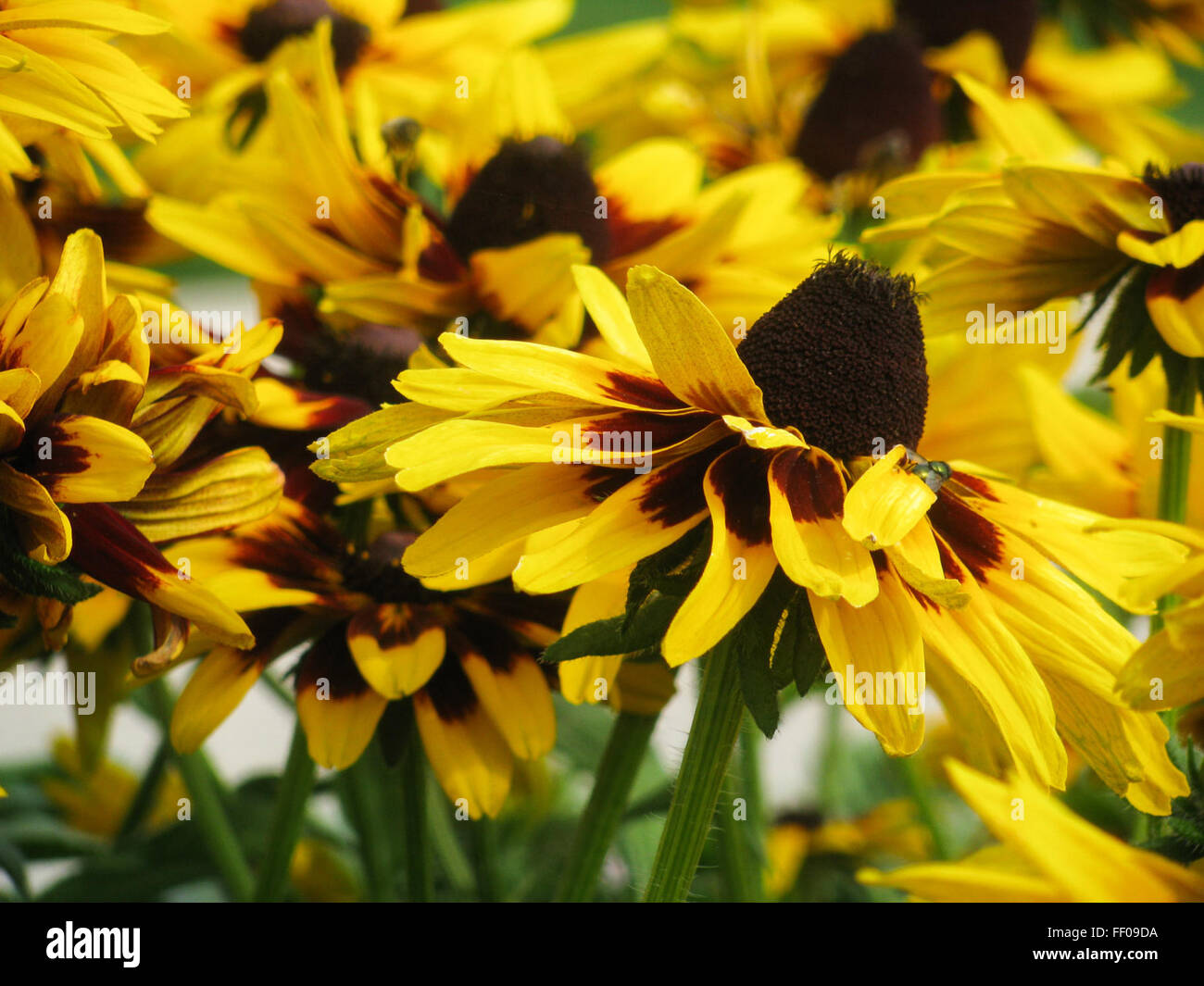 Yellow Daisies Yellow Daisie Stock Photo Alamy