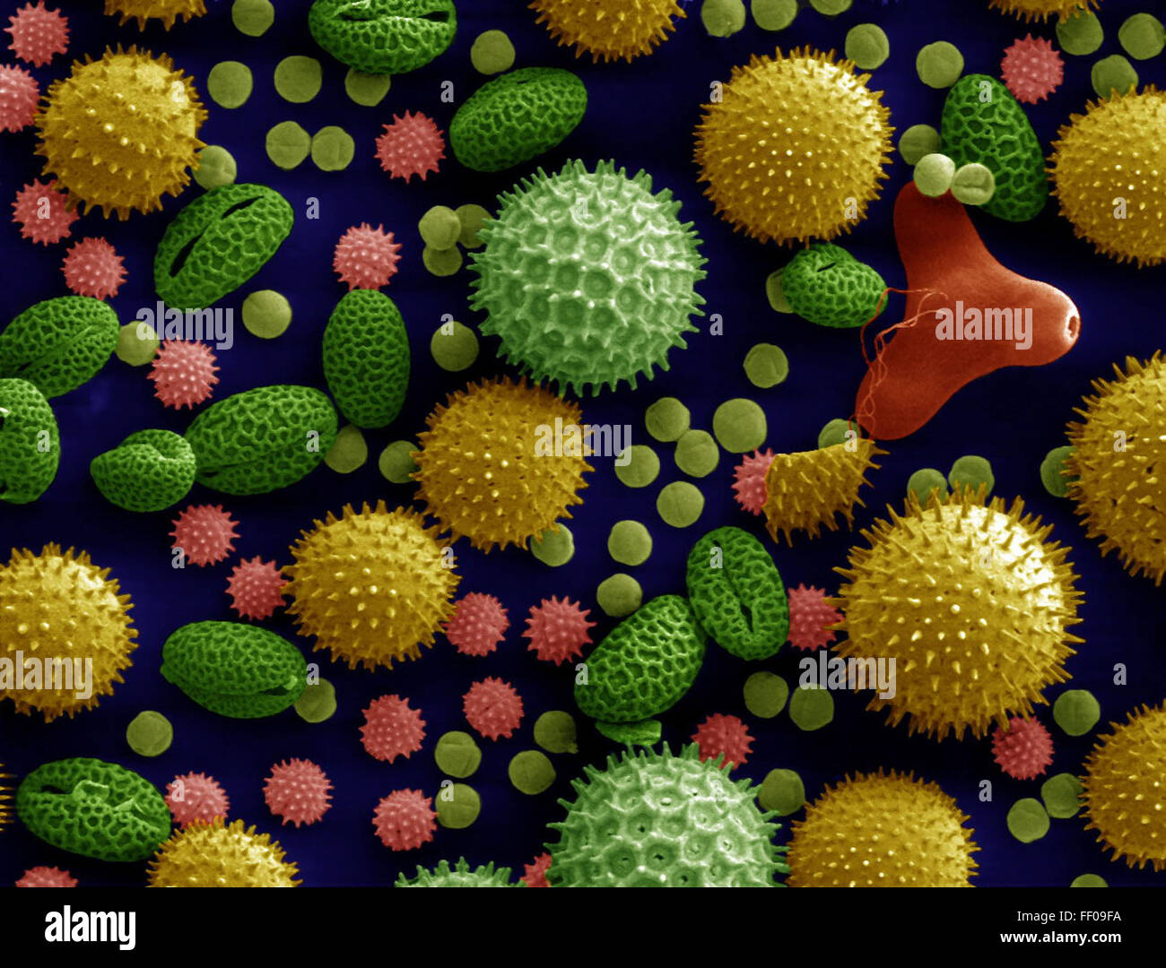 Pollen from a Variety of Common Plants, Colorized and Magnified 500x Pollen from a Variety of Common Plants, Colorized and Magnified Stock Photo