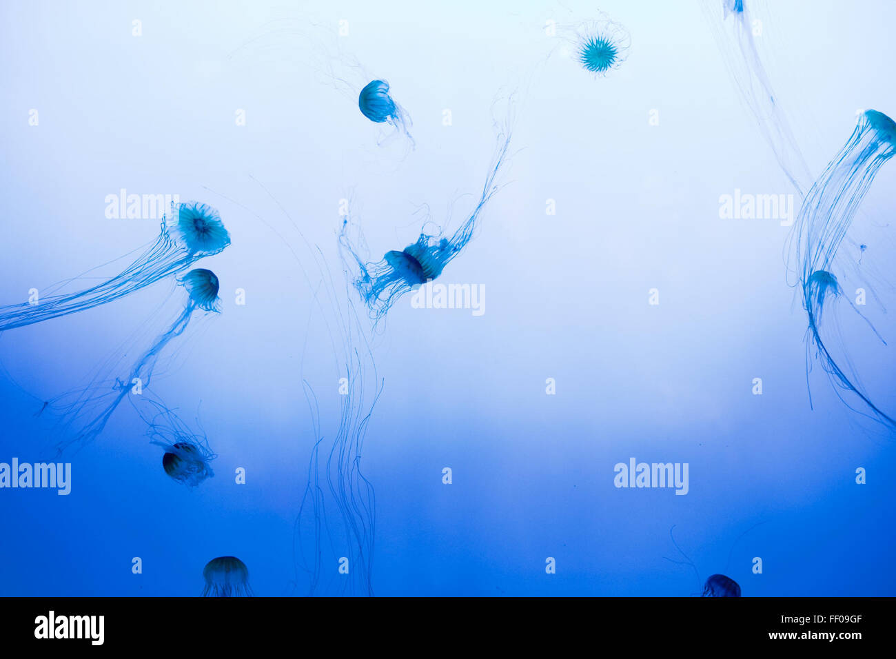 Cnidaria Jellies Jellyfish Ocean Ocean Life Water aquarium oceanography Stock Photo