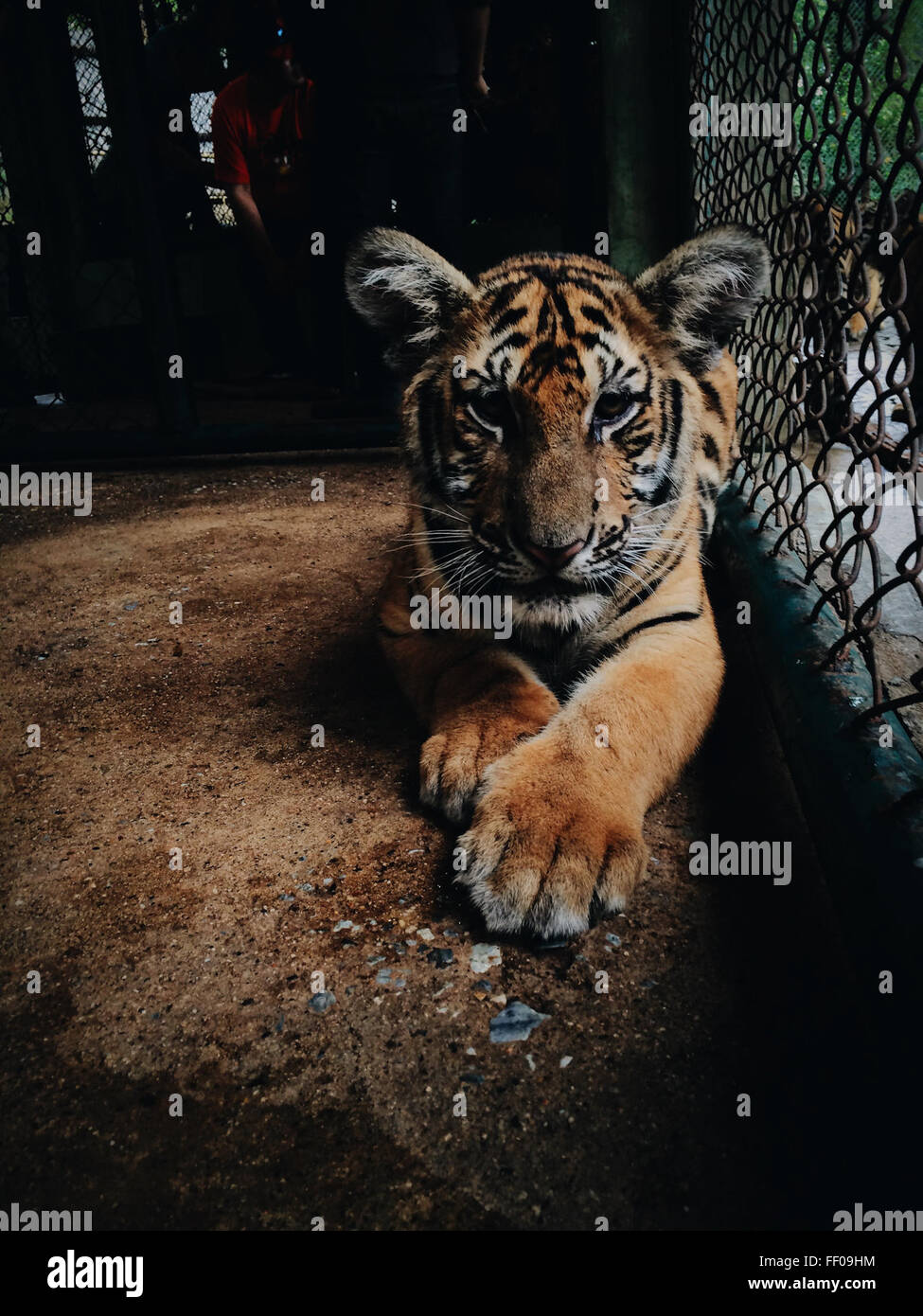 Tiger cage hires stock photography and images Alamy