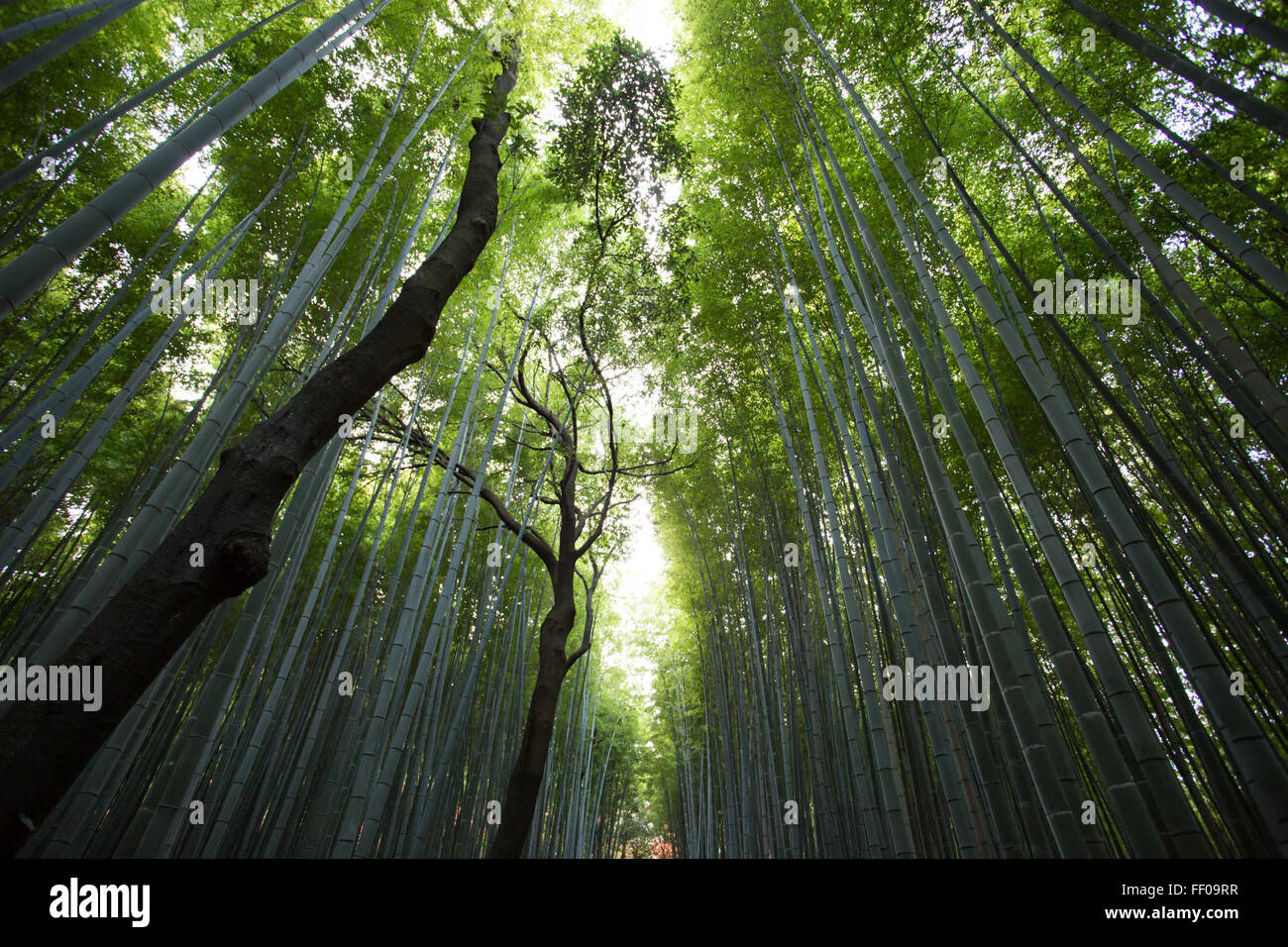 Bamboo Forest Bamboo Forest Stock Photo