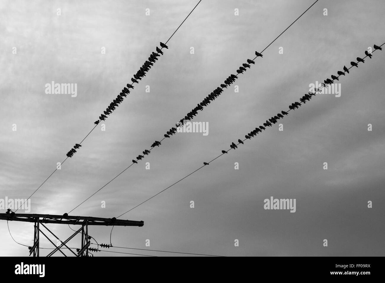 Birds on Overhead Power Lines Birds on Overhead Power Line Stock Photo