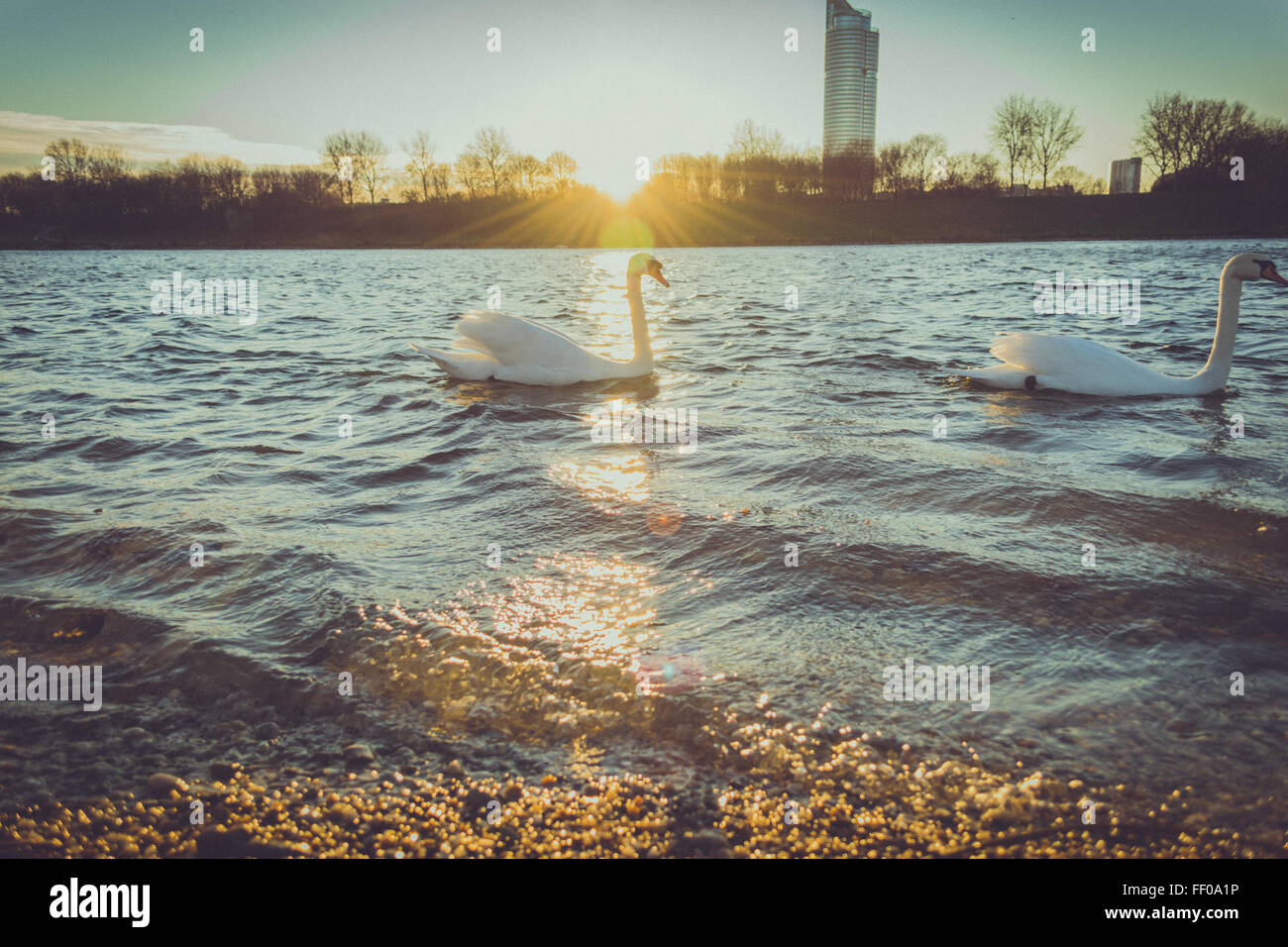Swans glide gracefully on a serene lake at sunrise, their reflections ...