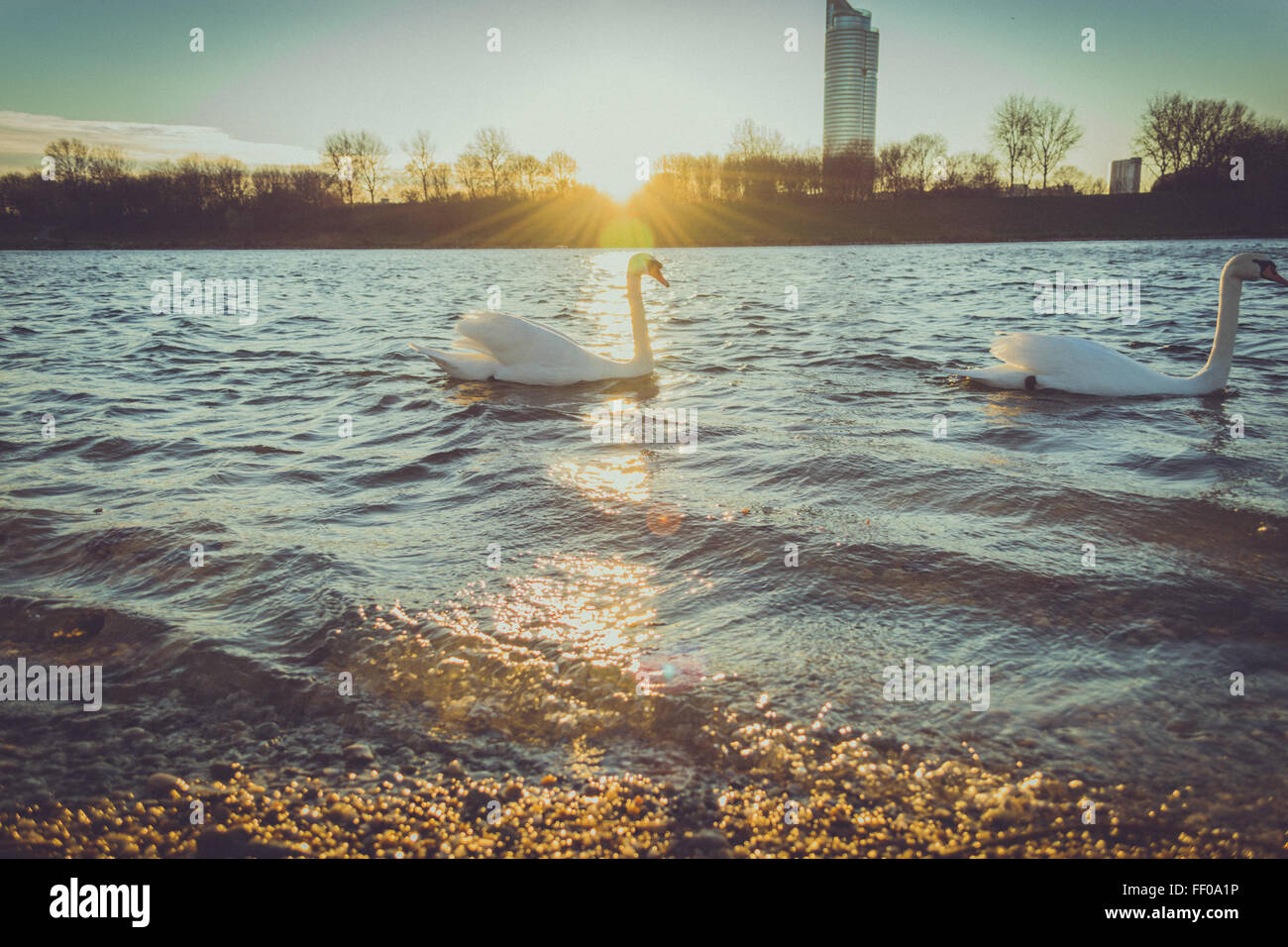 Swans on Lake at Sunrise Swans on Lake at Sunrise Stock Photo