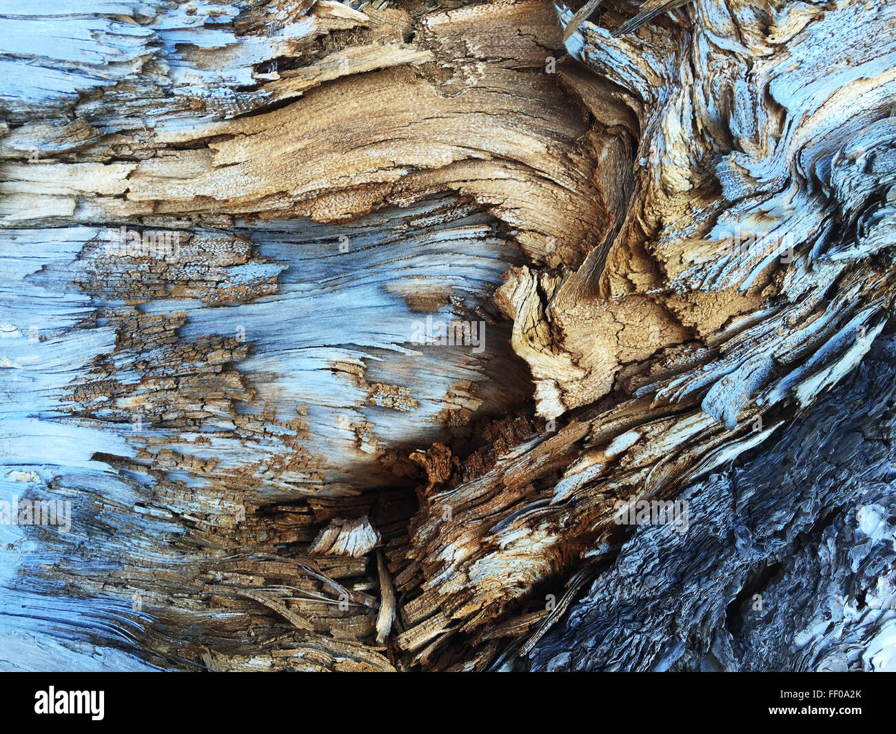 Decaying Wood Background Texture Decaying Wood Background Texture Stock Photo