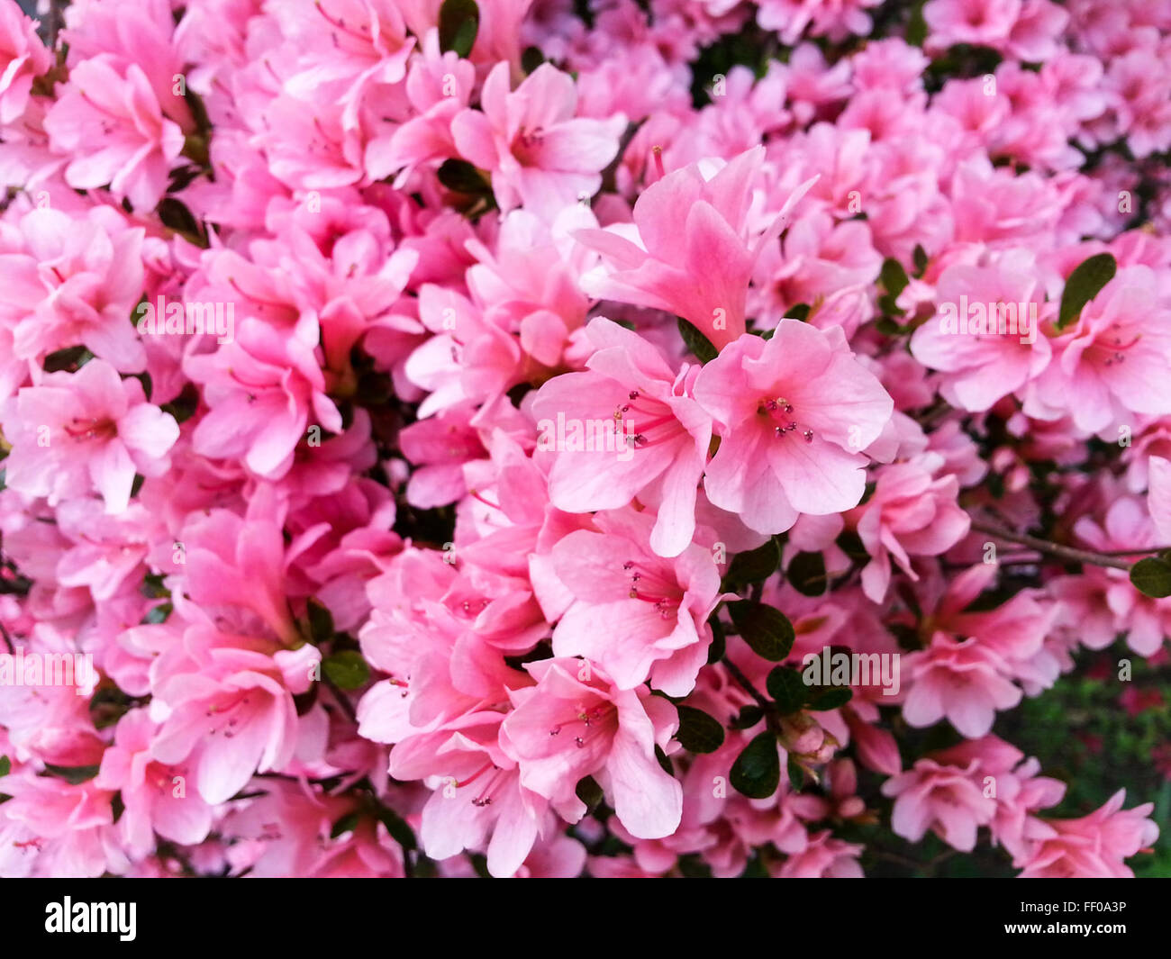 Bunch of Bright Pink Flowers Bunch of Bright Pink Flower Stock Photo