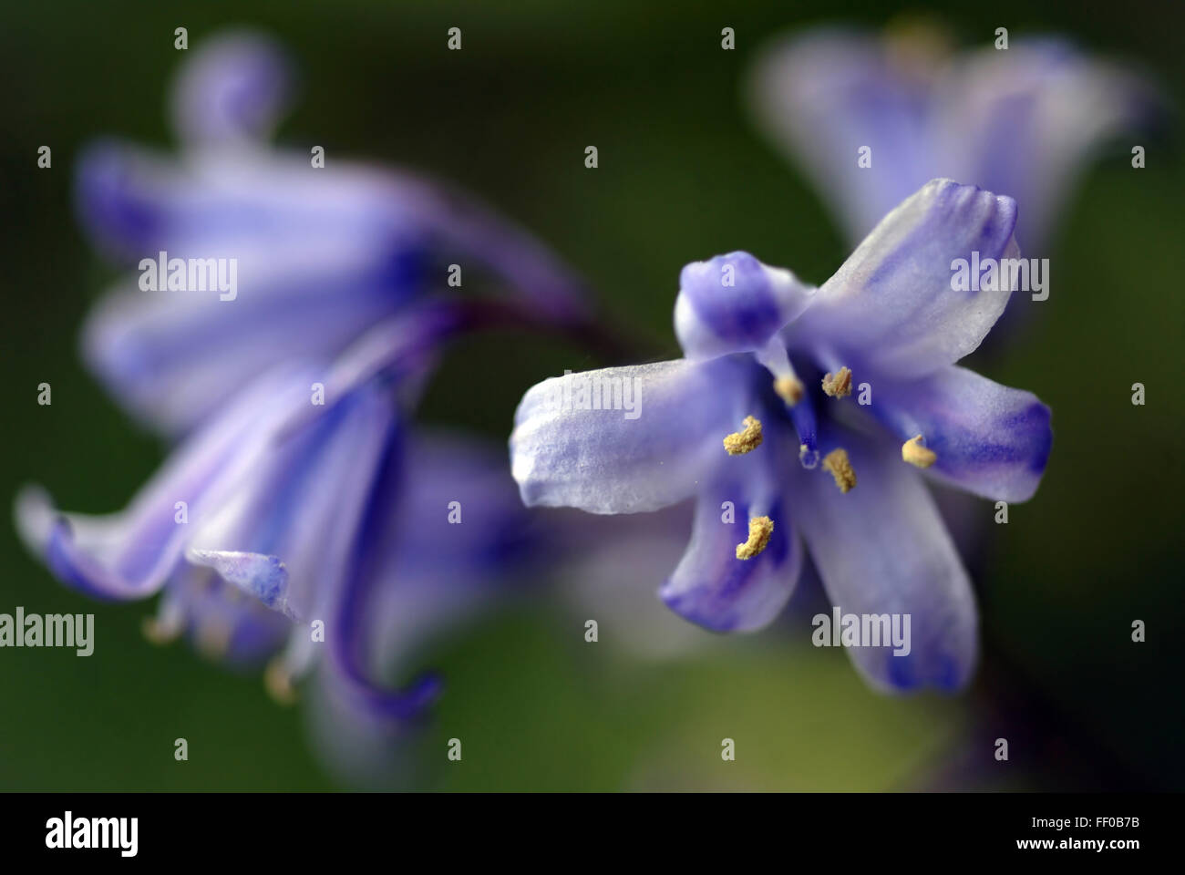 Poisonous plant / Bluebell / Hyacinthoides nonscripta Stock Photo Alamy