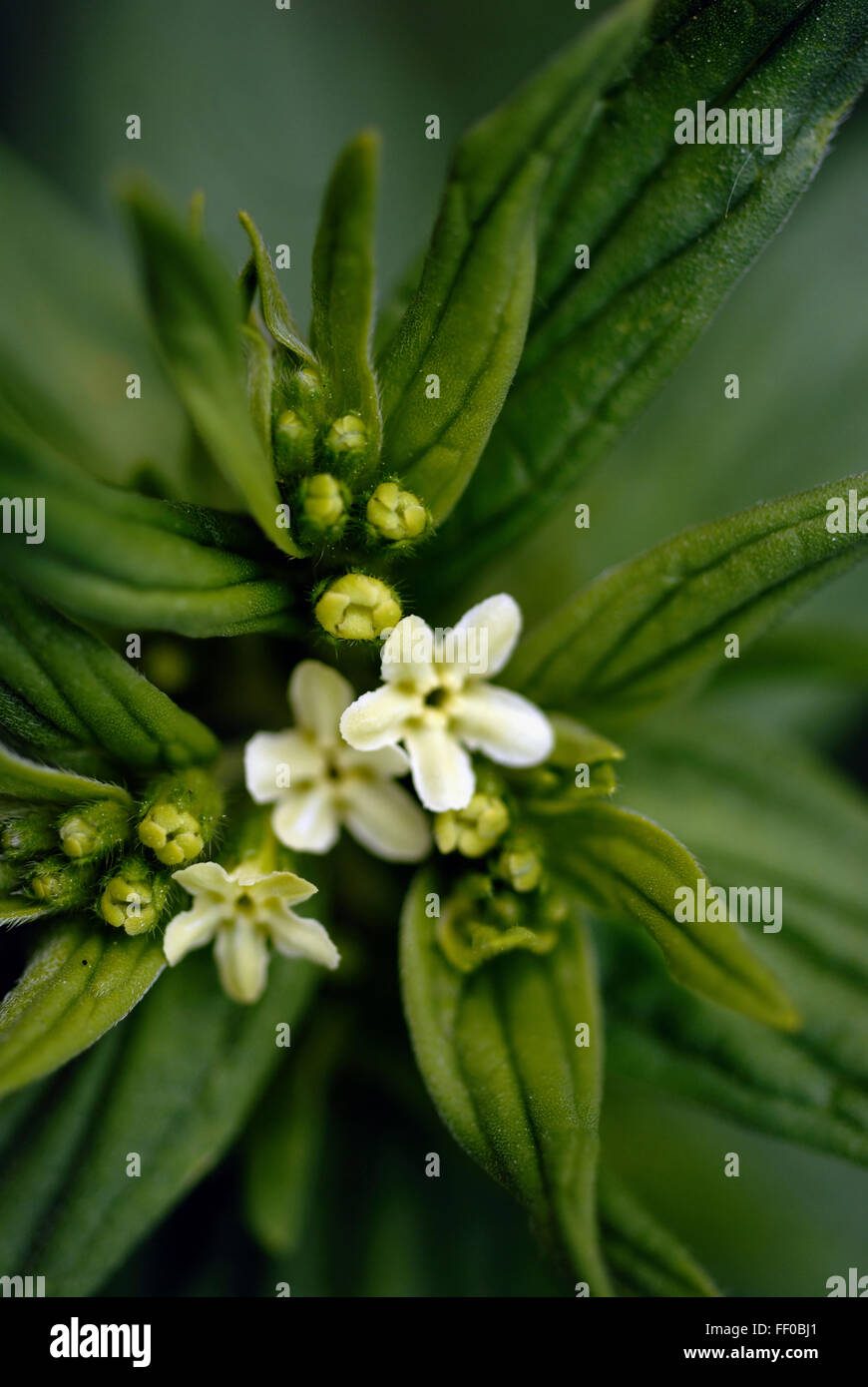 Poisonous plant / Lithospermum officinale / European Stoneseed Stock Photo