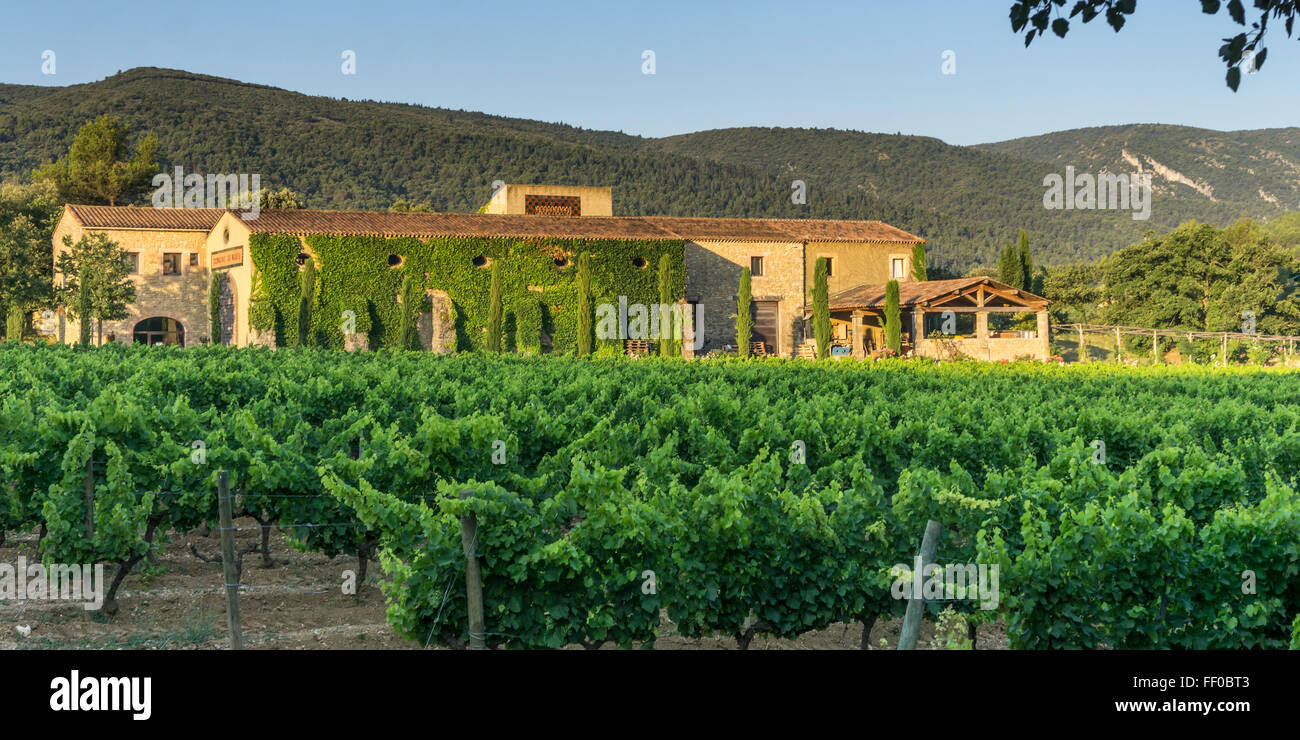 Vineyard near Menerbes, Provence, France Stock Photo