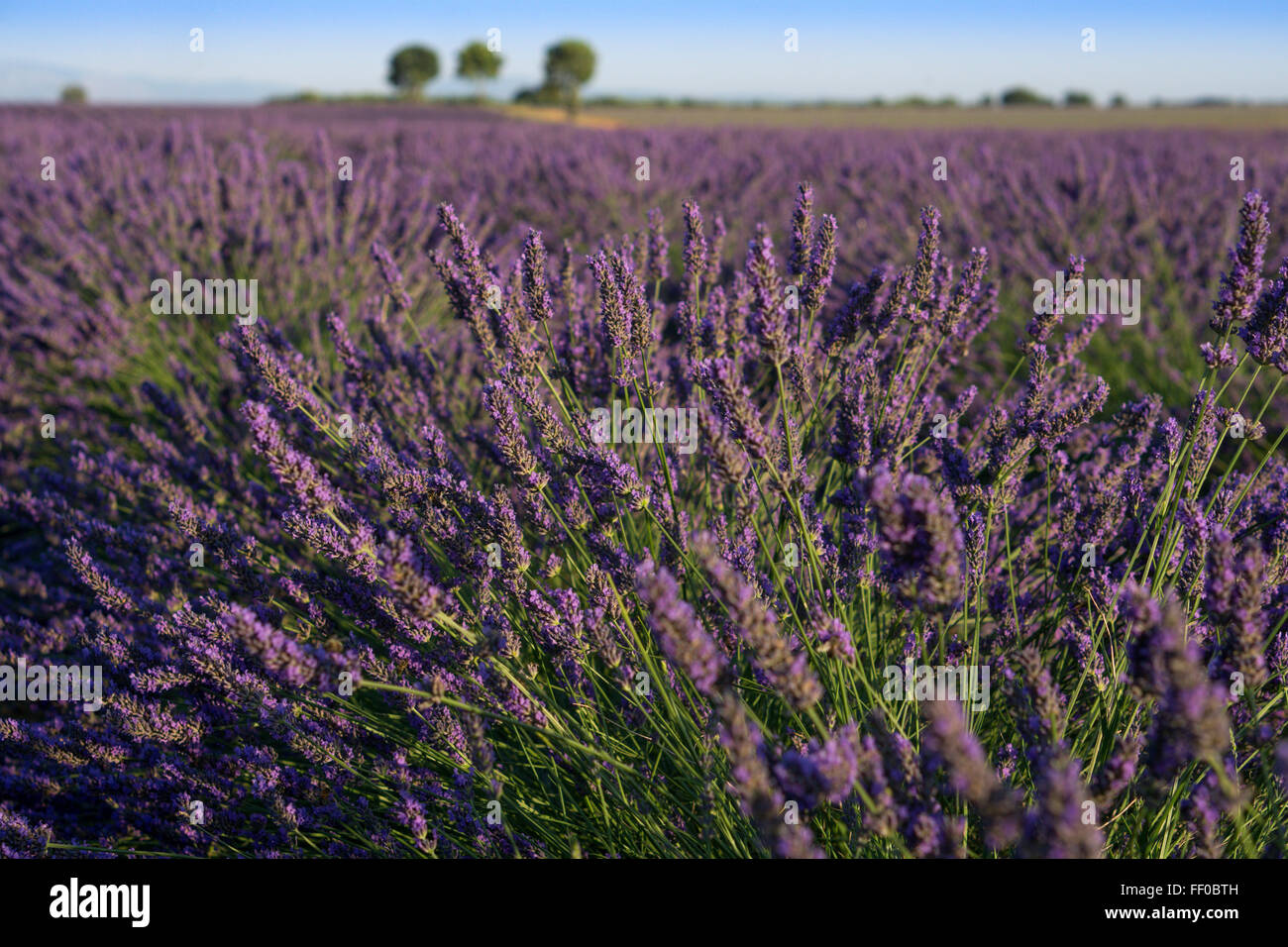 Lavender, Field, Lavandula angustifolia, Plateau de Valensole,  France, Provence-Alpes-Cote d'Azur, France Stock Photo