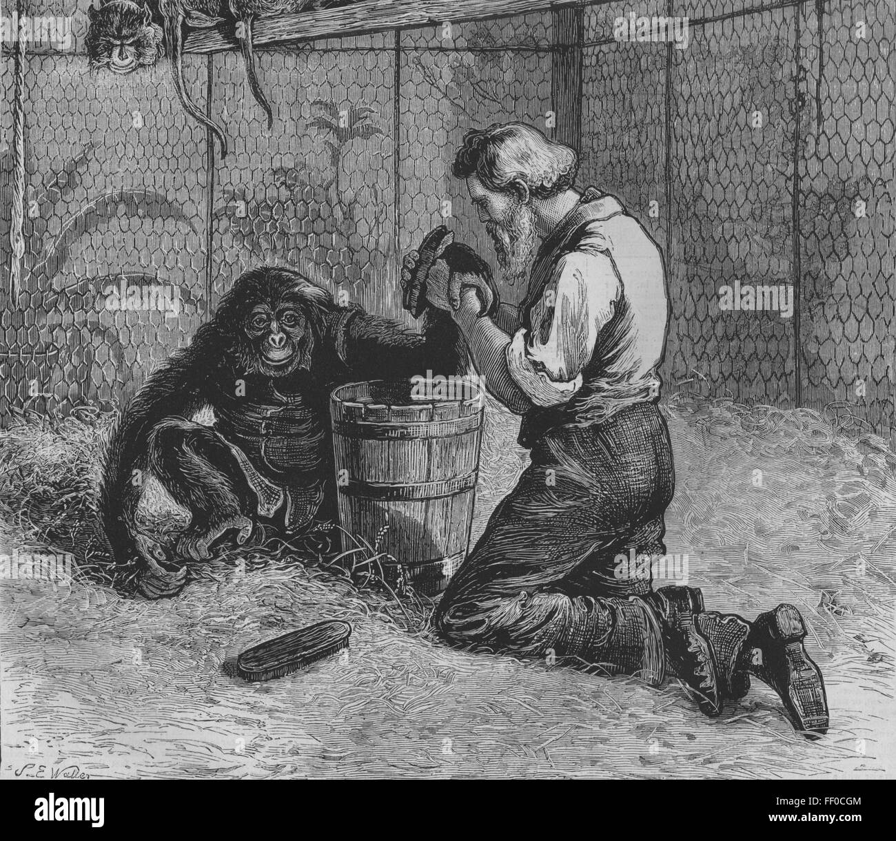 MONKEYS Tending a sick Monkey, London zoo 1874. The Graphic Stock Photo