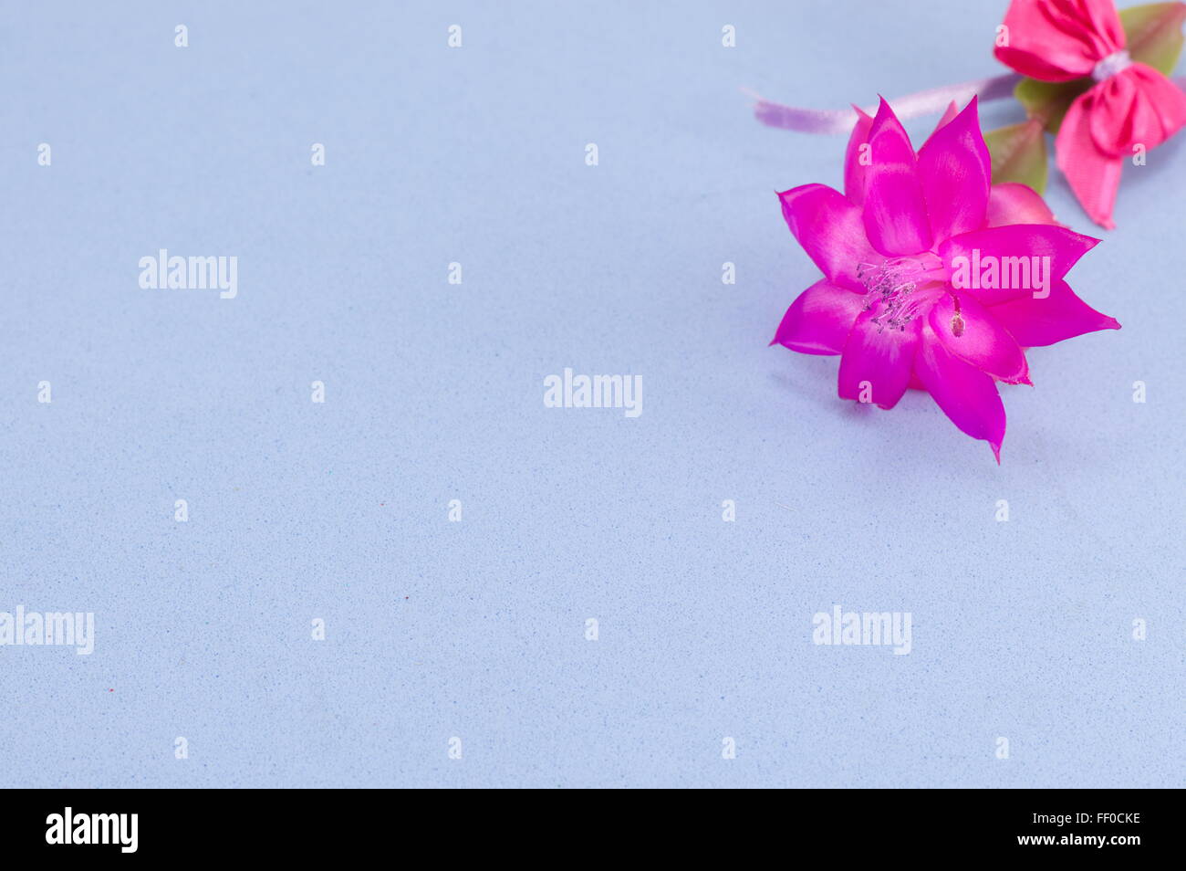 Gorgeous pink cactus  flower on blue background Stock Photo