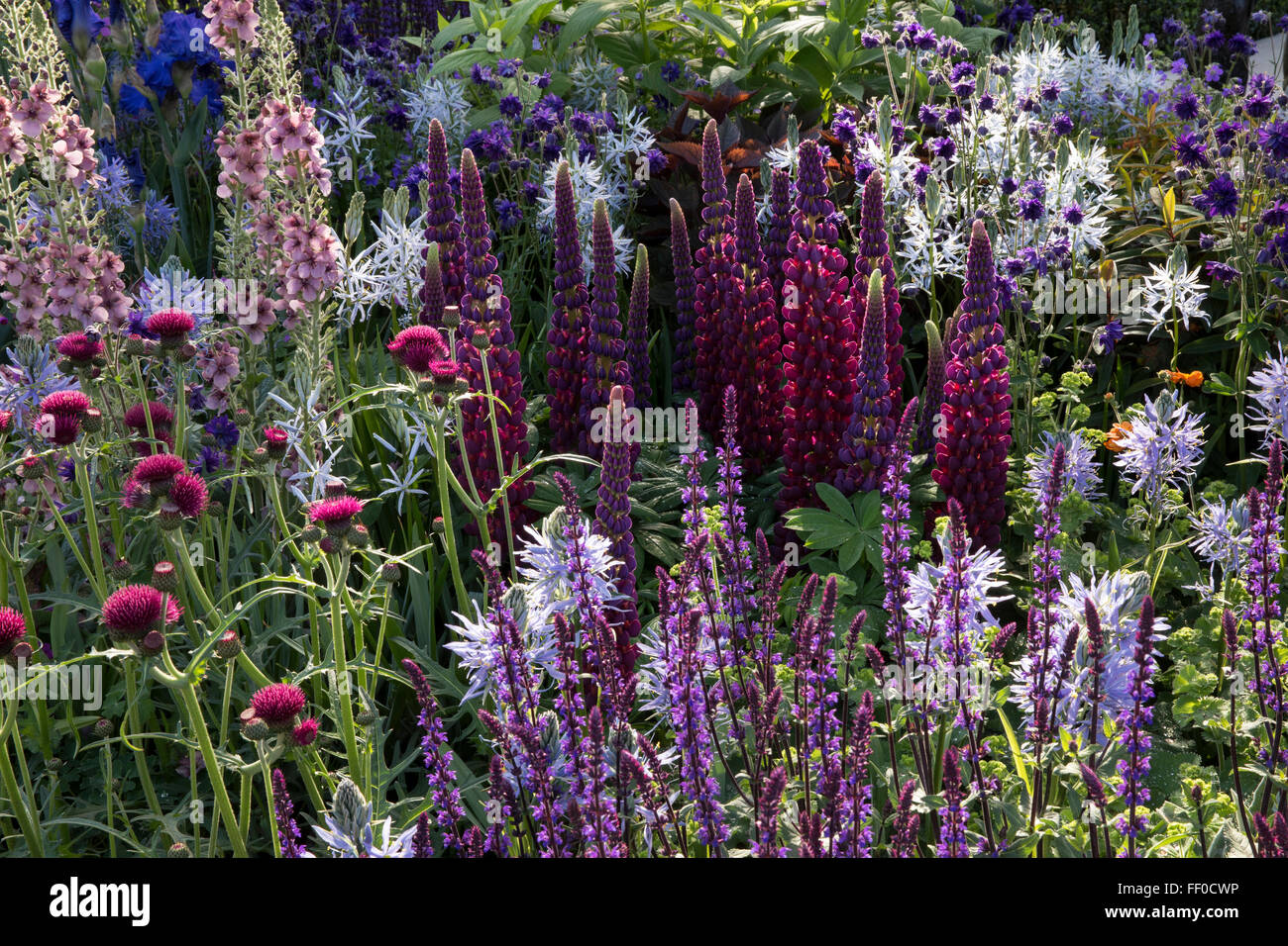 Colourful spring garden herbaceous border with lupins eryngium verbena salvia and cirsium border Chelsea flower show london UK Stock Photo