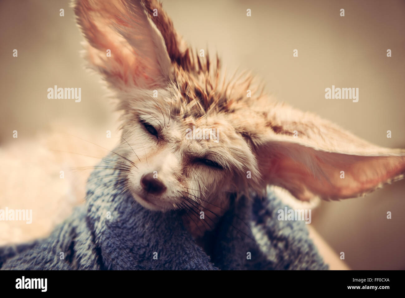 Puppy shaking head Stock Photo Alamy