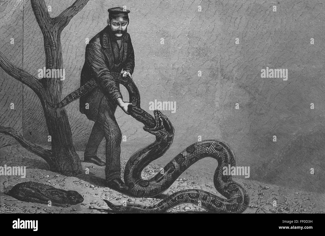 SNAKES Python swallowing Boa, London zoo 1871. The Graphic Stock Photo