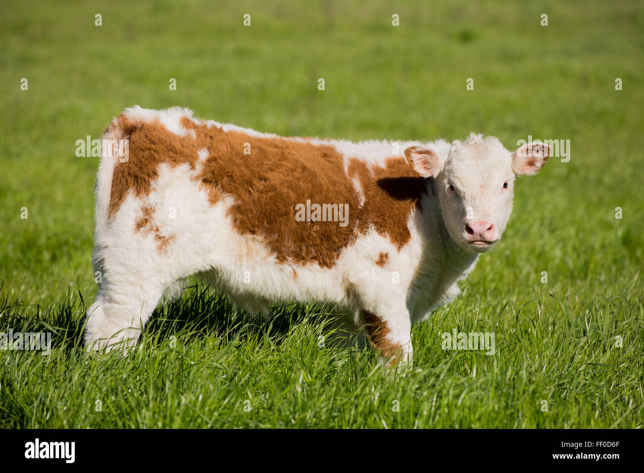 Brown and white calf grazing in the meadow Stock Photo - Alamy