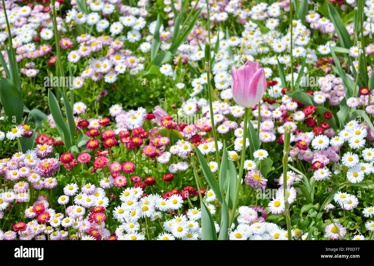 one pink tulip in colorful and diverse garden Stock Photo