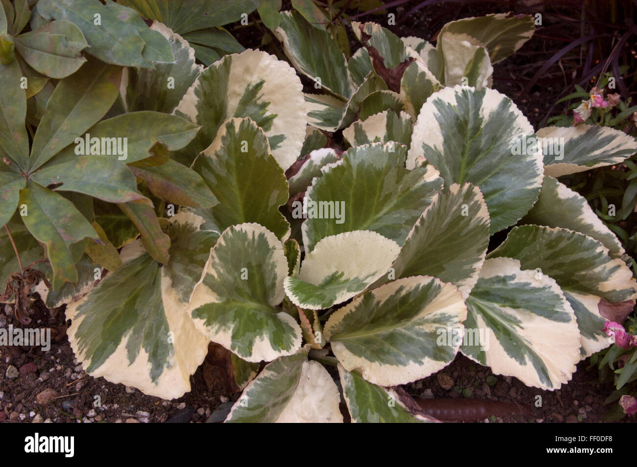 bergenia solar flare Stock Photo