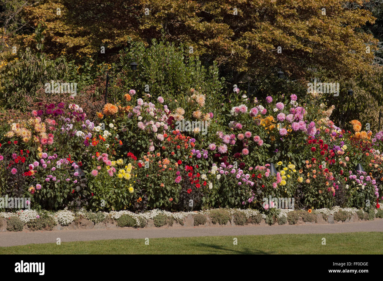 Dahlia garden hi-res stock photography and images - Alamy