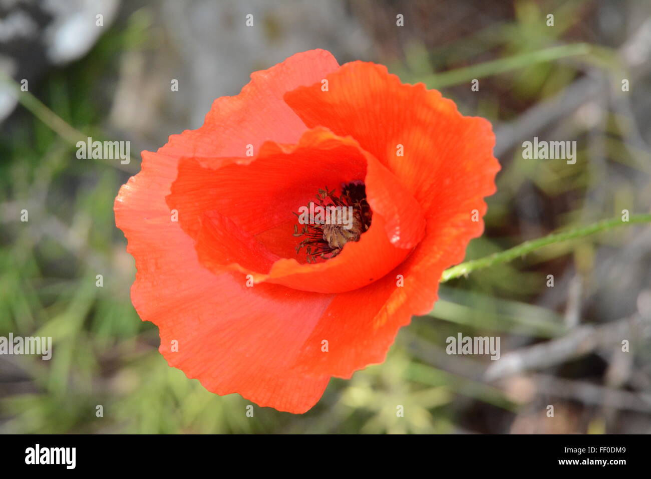 Poppy close-up in foothills of Mount Orvilos, Greece Stock Photo