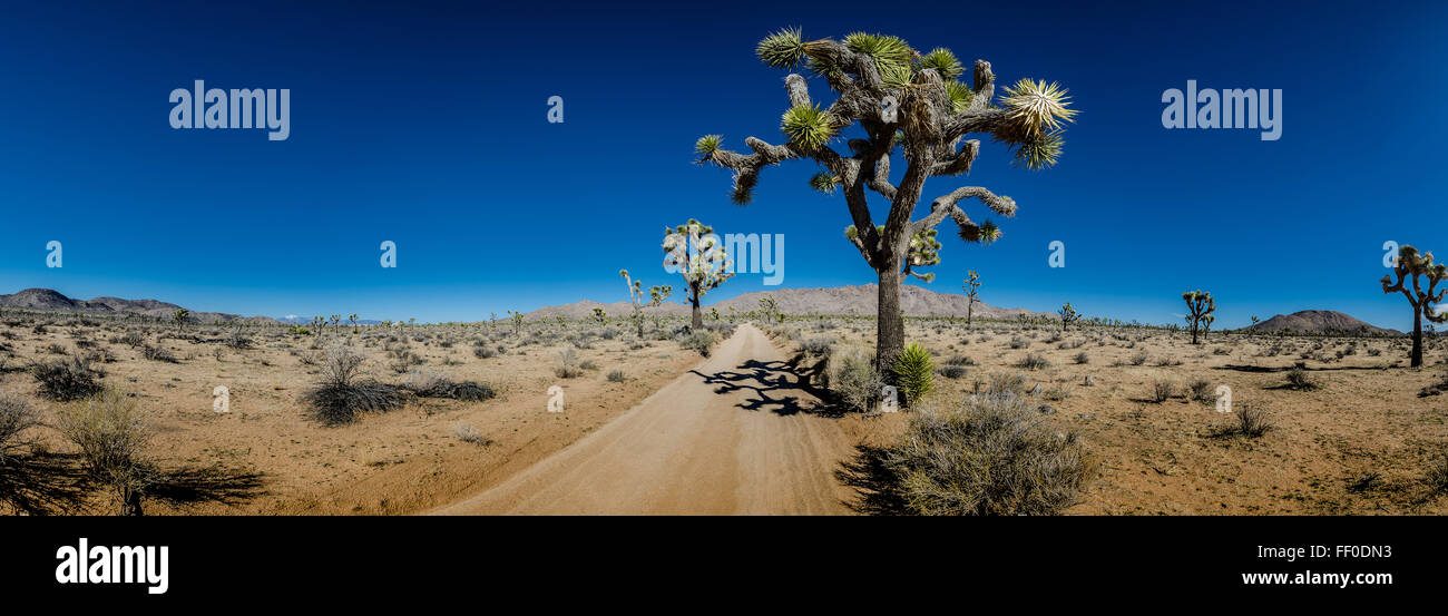 Panorama of Sandy Desert Road with Joshua Trees in Southern California