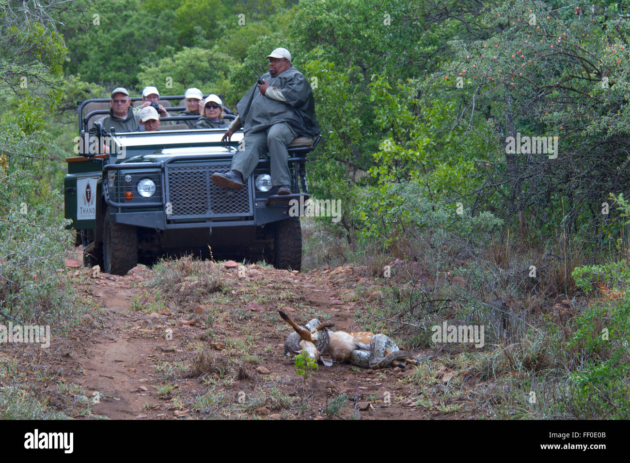 Safari clients watching African Rock Python Python sebae sebae constricting a now dead Nyala calf Stock Photo