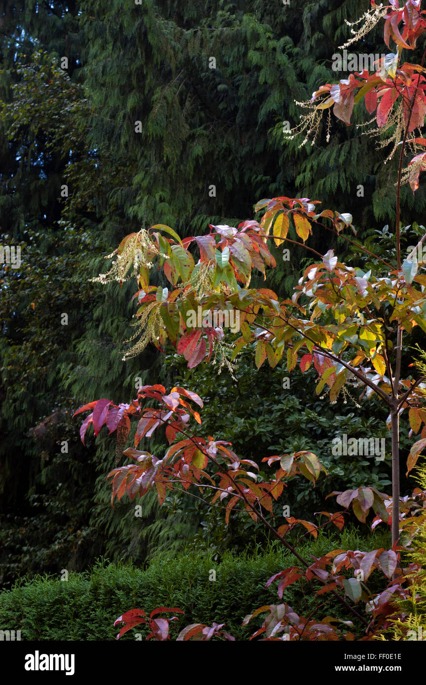 Sourwood,  Oxydendrum arboreum Stock Photo