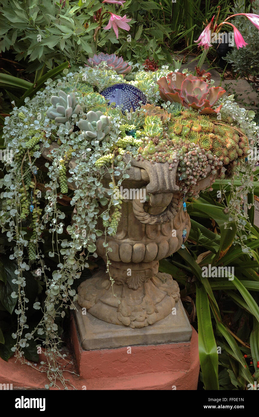 Succulents in Urn Stock Photo