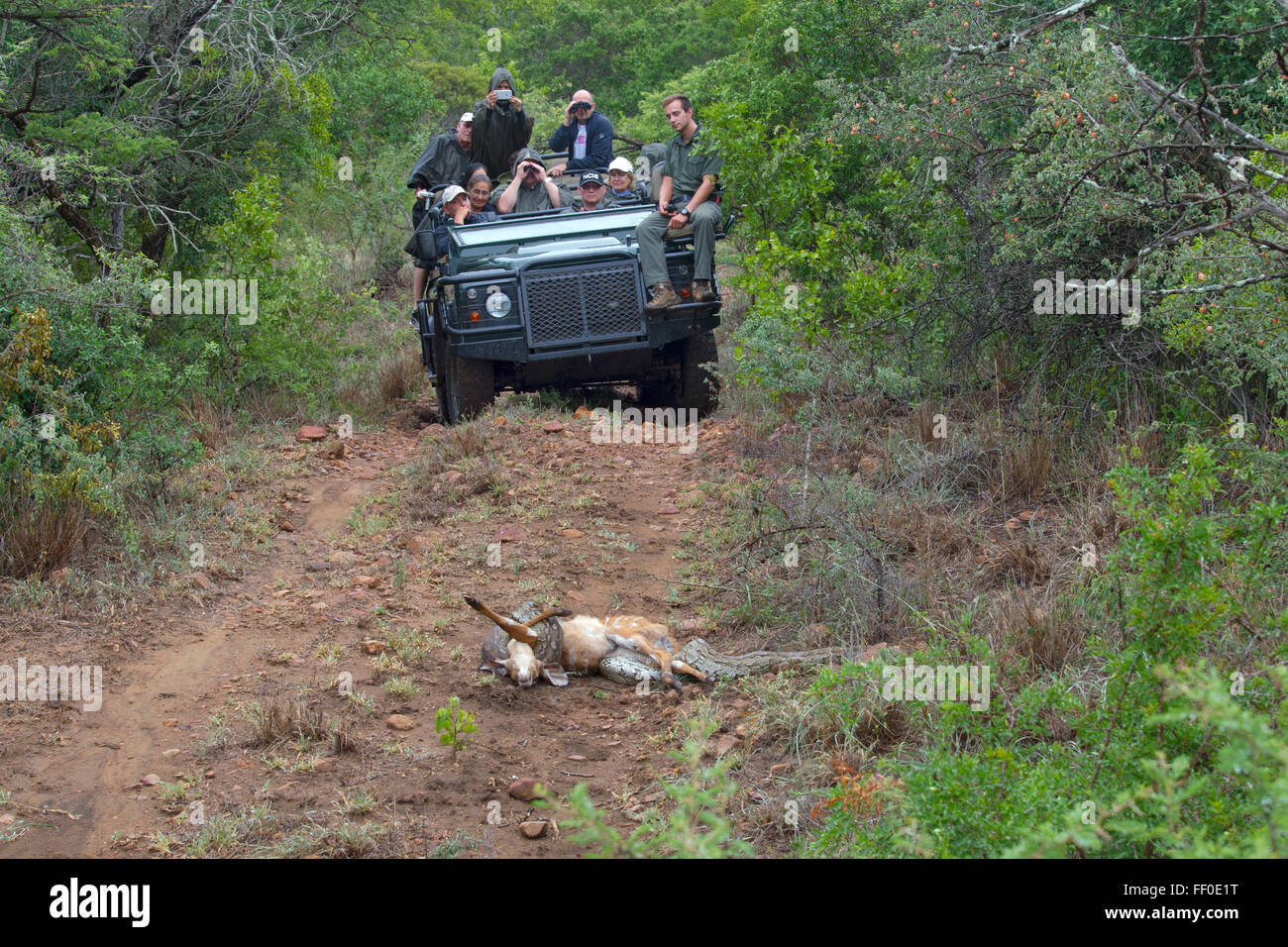 Safari clients watching African Rock Python Python sebae sebae constricting a now dead Nyala calf Stock Photo