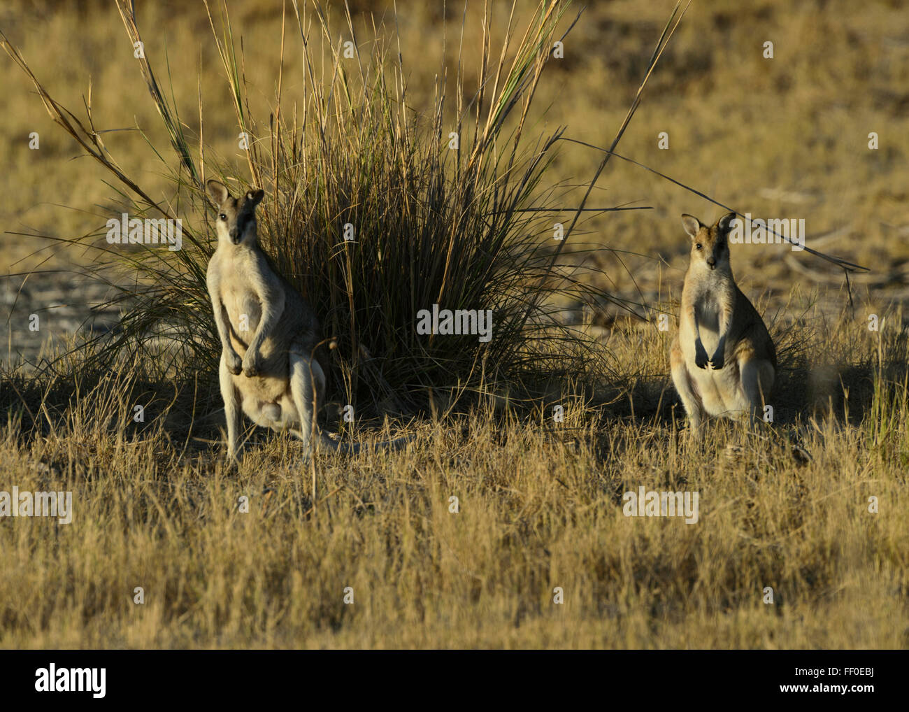 Wallabies, Karumba, Queensland, Australia Stock Photo