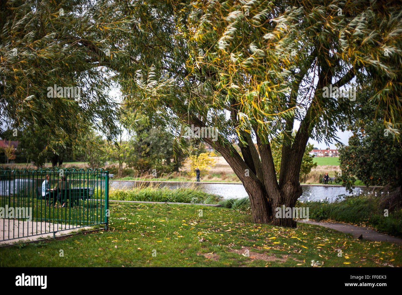 The foliage of Lordship Recreation Ground/ park, Tottenham, London Stock Photo