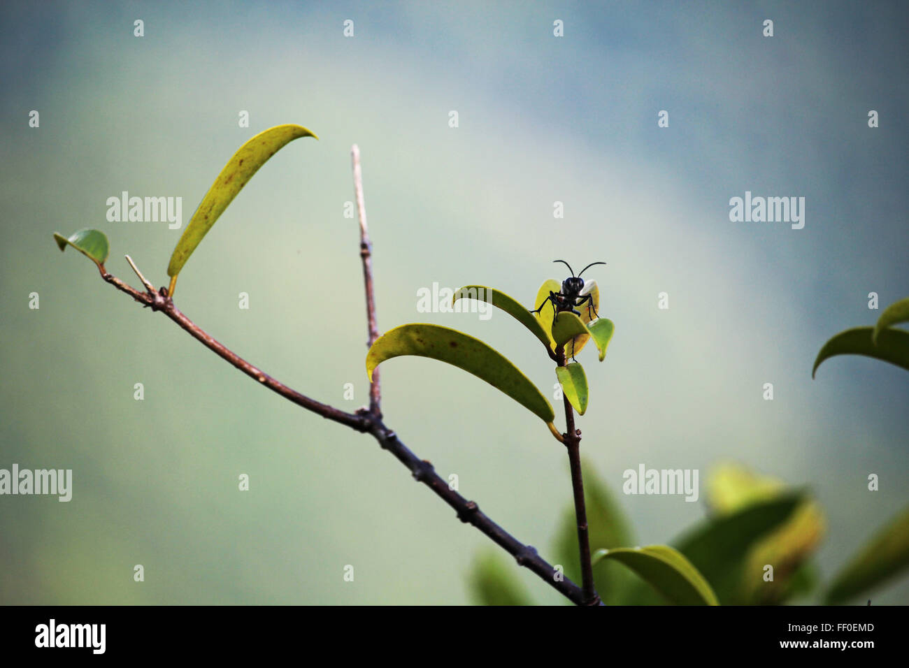 GUNUNG MULU/MALAYSIA - CIRCA NOVEMBER 2015: Portrait of an ant in the ...