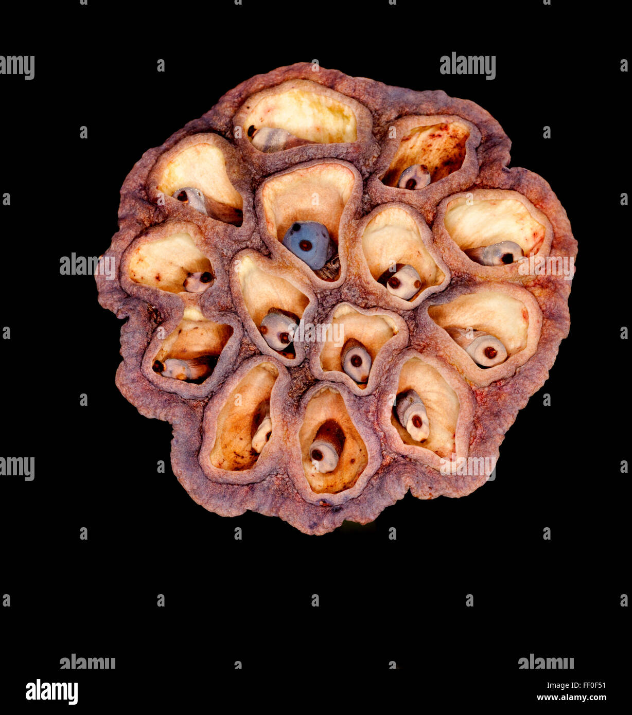 Lotus seeds or lotus nuts are the seeds of plants in the genus Nelumbo, particularly the species Nelumbo nucifera. The seeds are Stock Photo