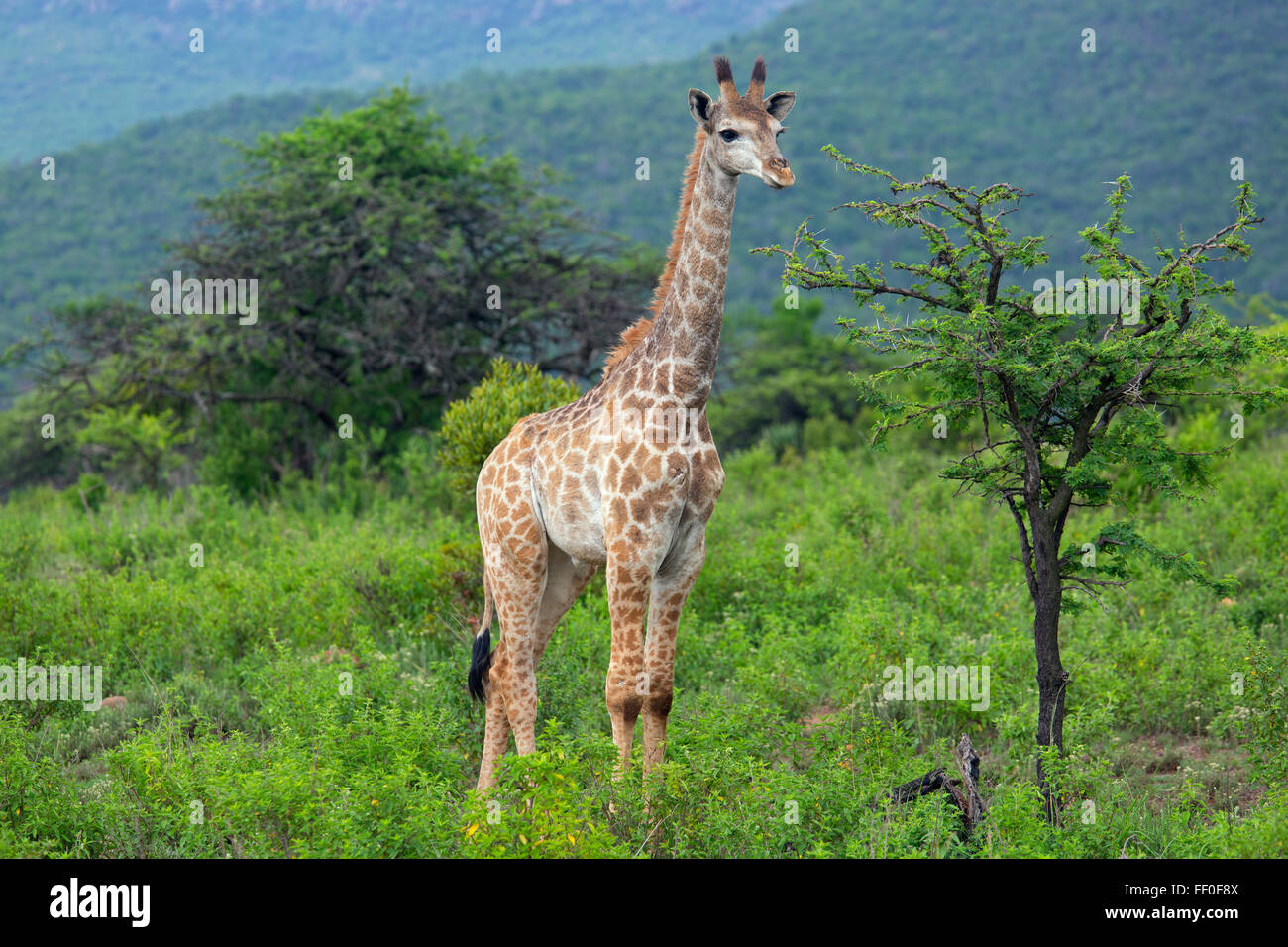 Young Cape Giraffe Giraffa camelopardalis  feeding Stock Photo