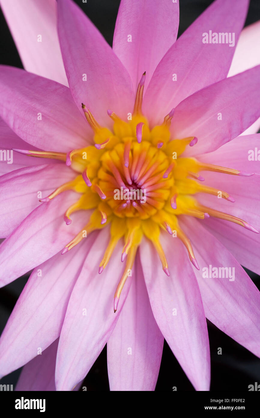 Nymphaeae. Pink waterlily flowers. Stock Photo