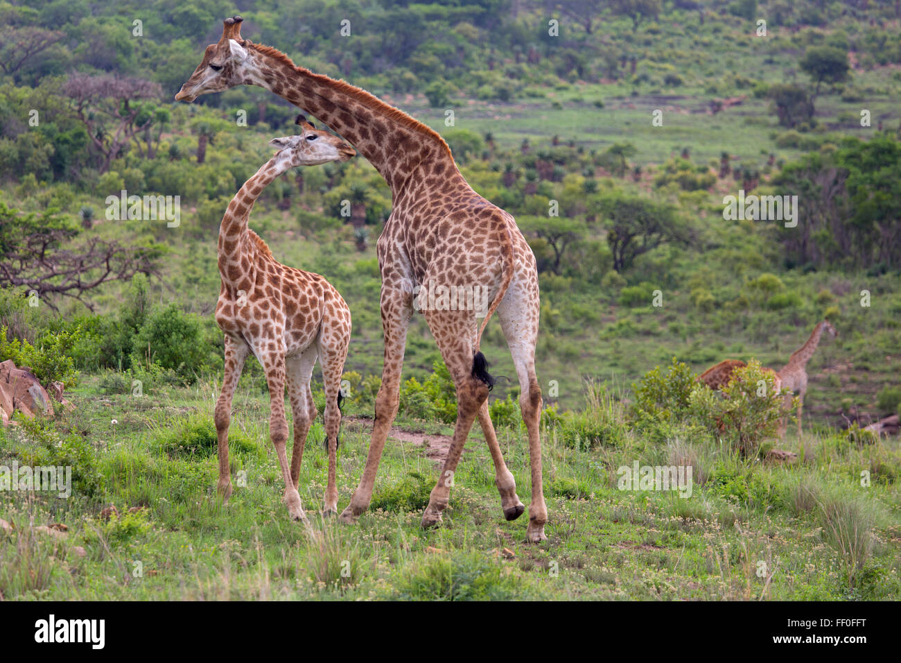 Coat a giraffe hi-res stock photography and images - Alamy