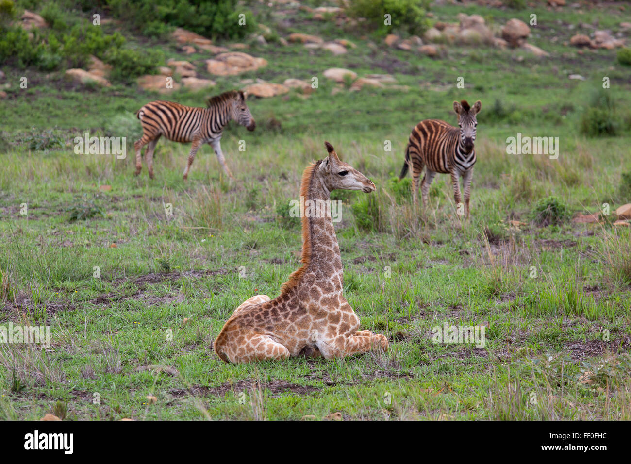 Young Cape Giraffe Giraffa camelopardalis resting and Zebras Stock Photo