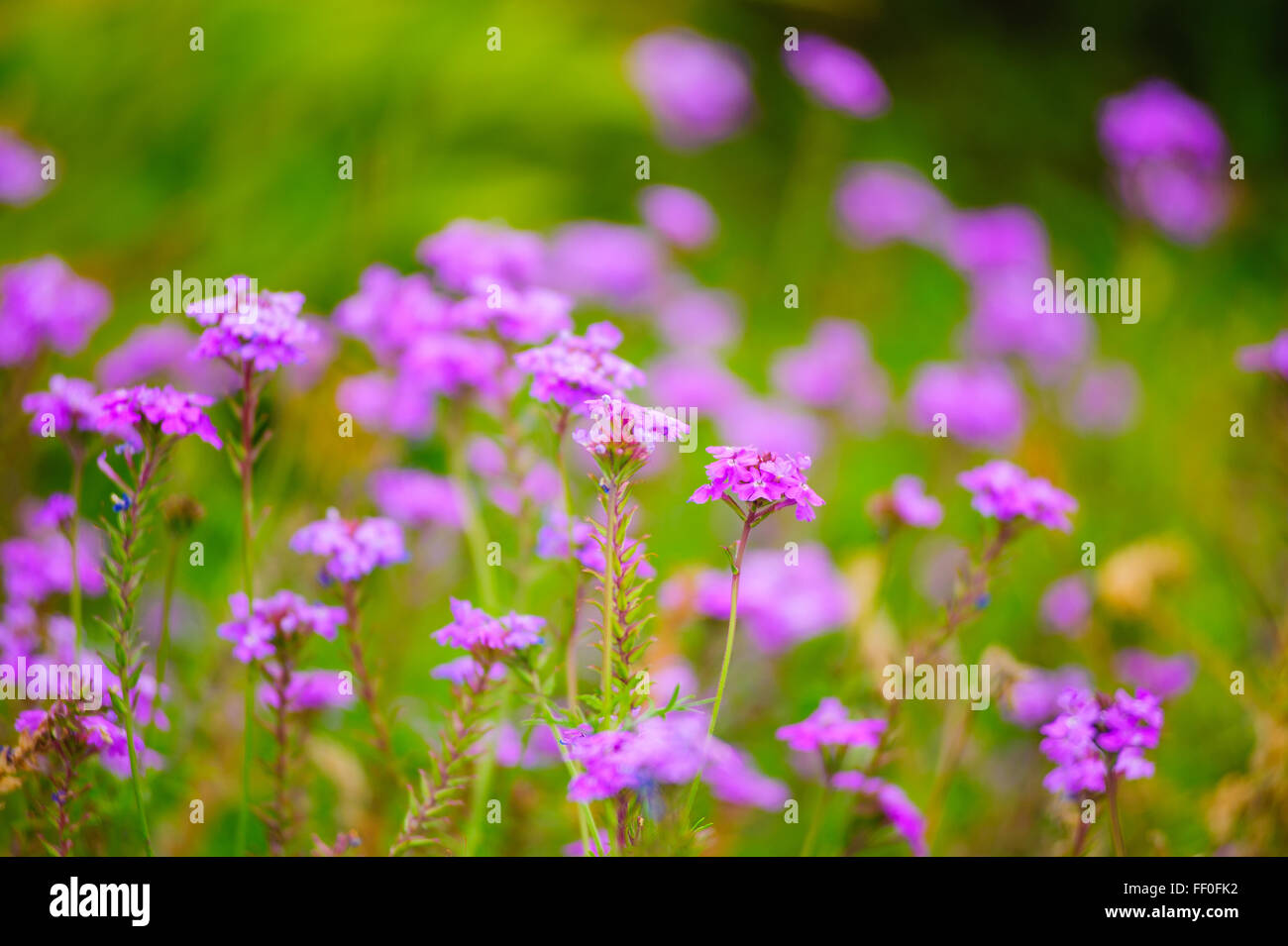 many spring and summer flowers in the park Stock Photo - Alamy